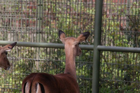 impala