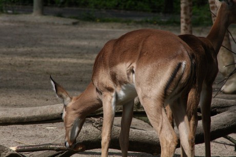impala