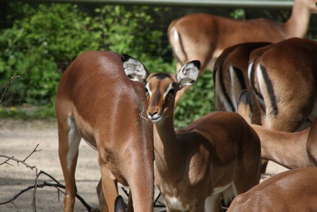 impala