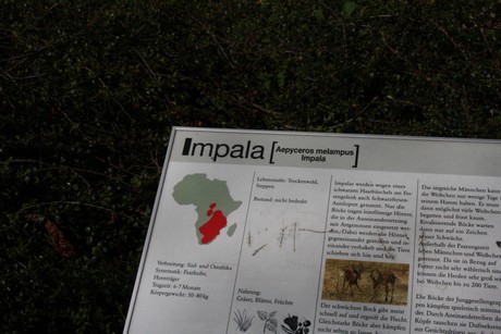 impala