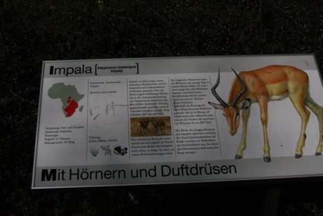 impala