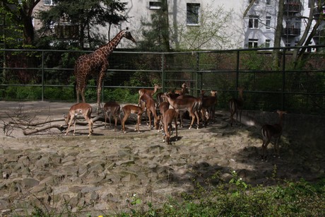 impala
