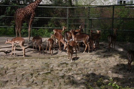 impala