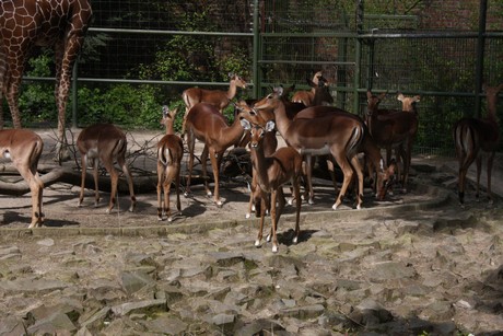 impala