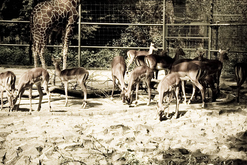 impala