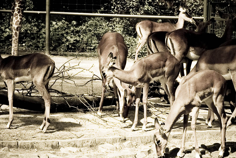 impala