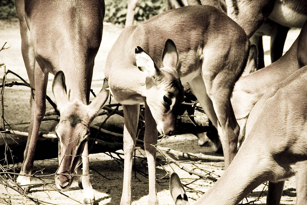 impala
