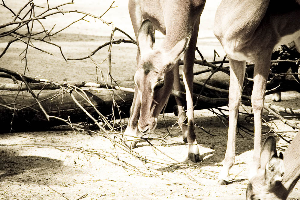 impala