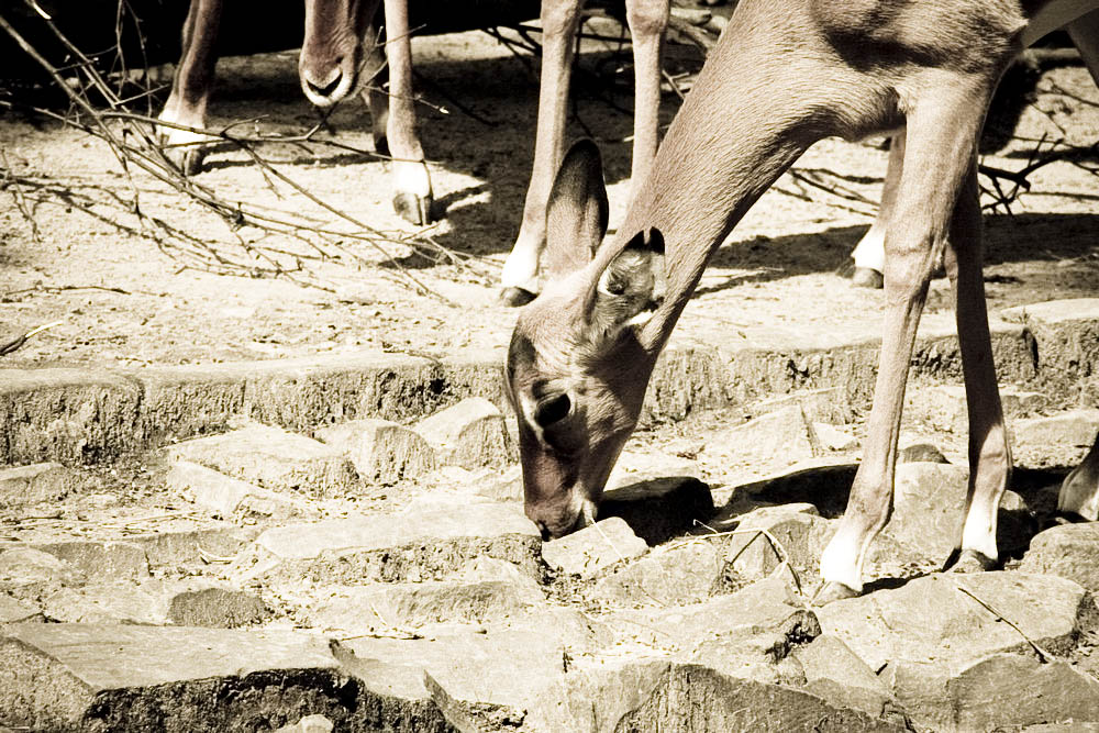 impala