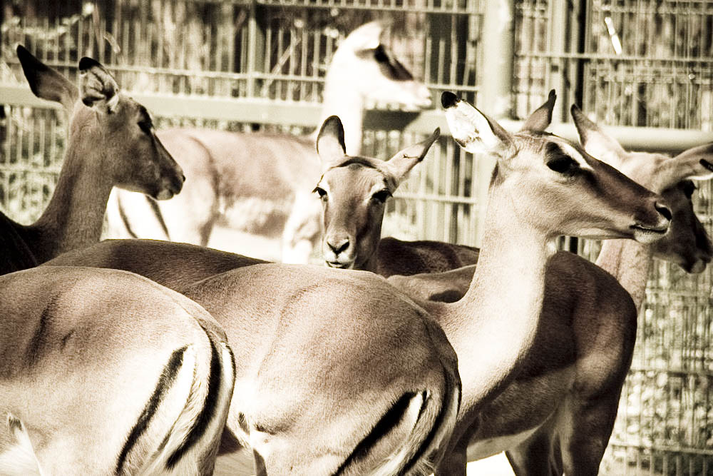 impala