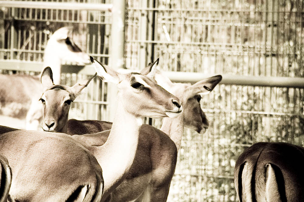 impala