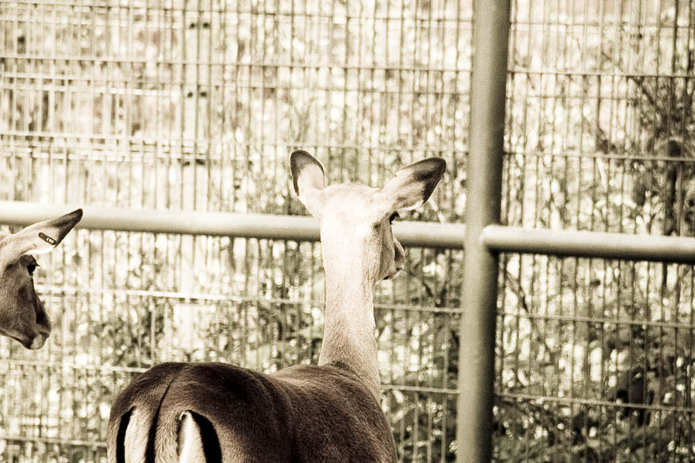 impala