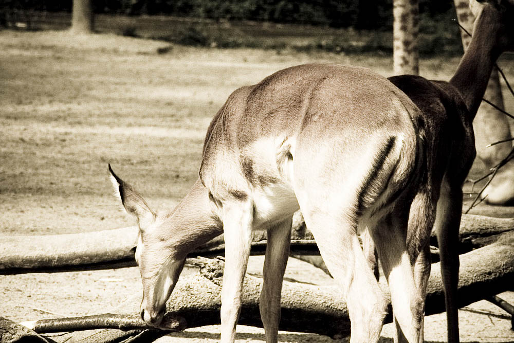 impala