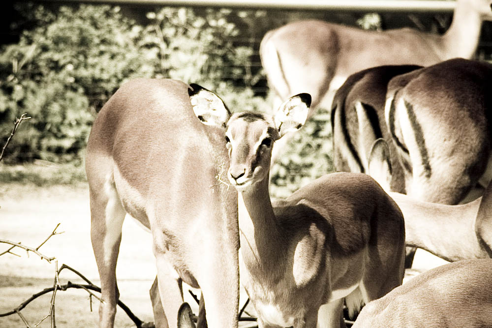 impala