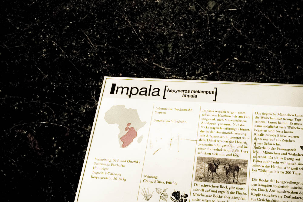 impala
