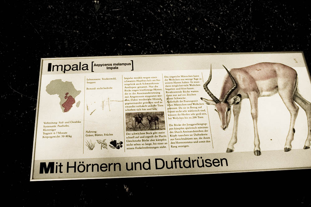 impala