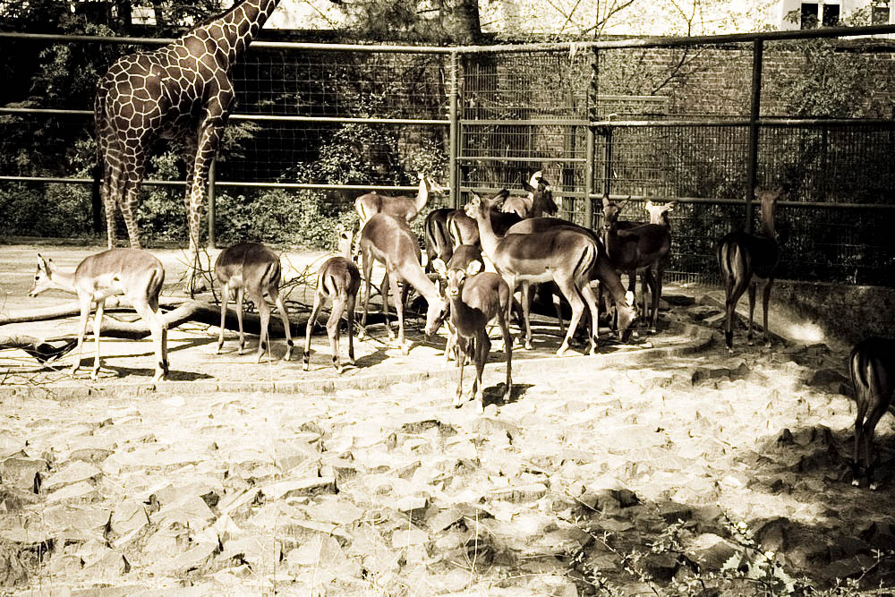 impala