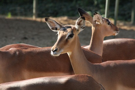 impala