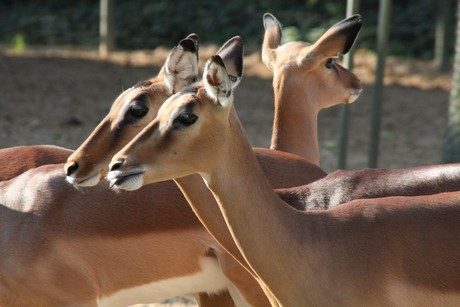 impala