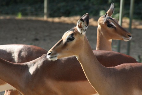 impala