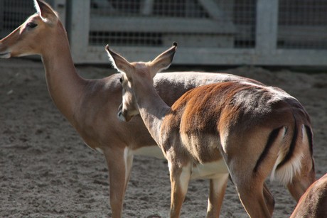 impala