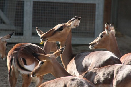 impala