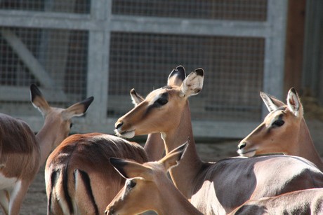impala