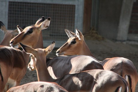 impala