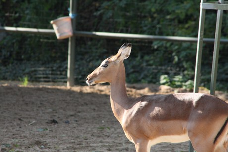 impala