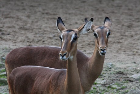 impala