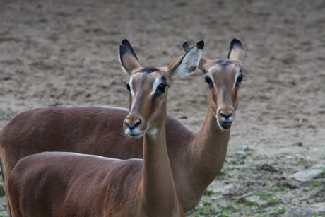 impala