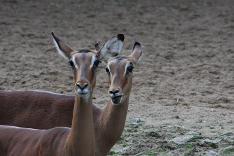 impala