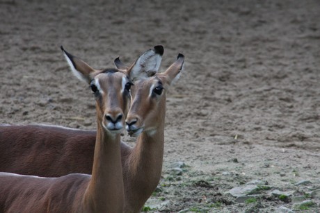 impala