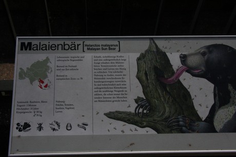 malaienbaer