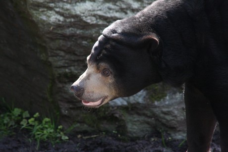 malaienbaer