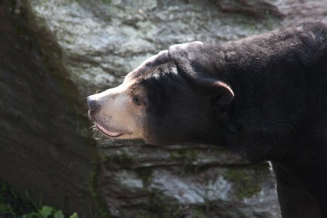 malaienbaer