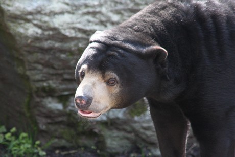 malaienbaer