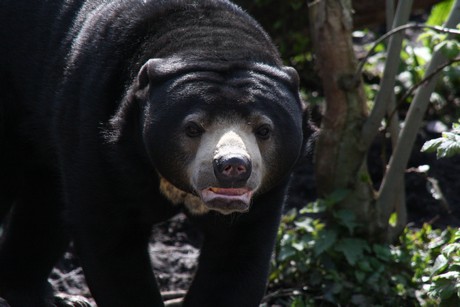 malaienbaer