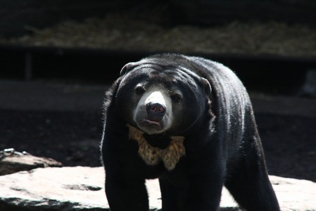 malaienbaer