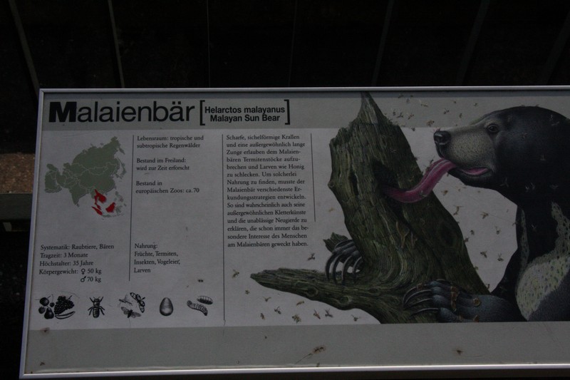 malaienbaer
