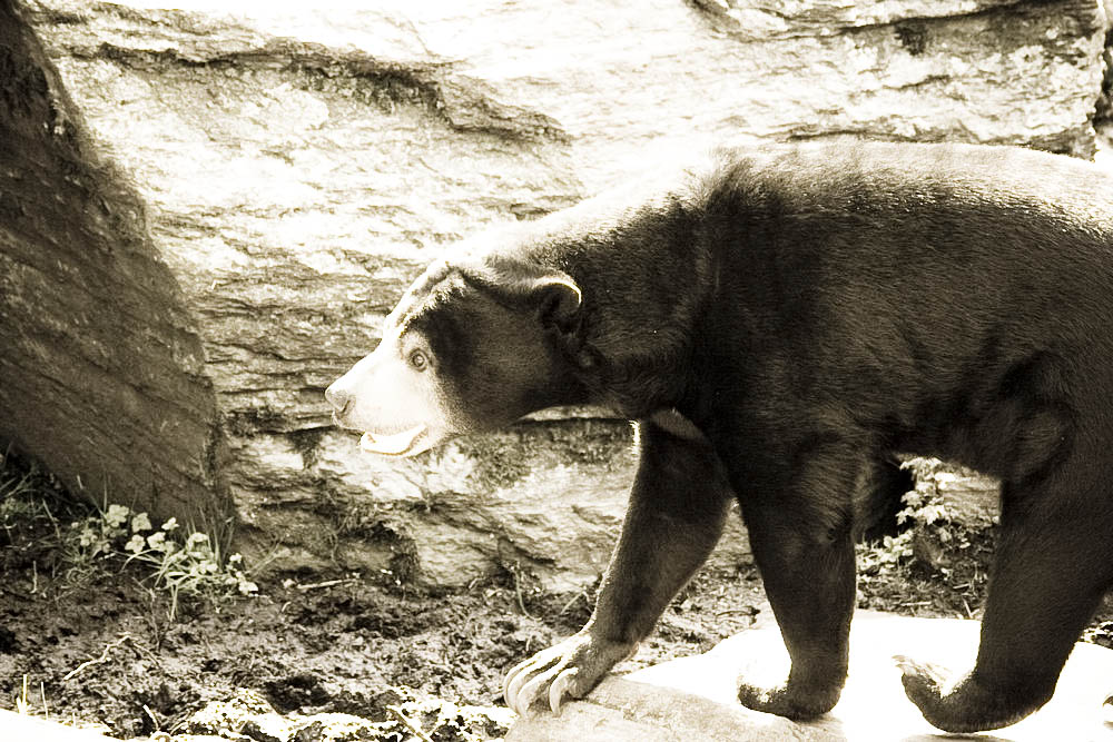 malaienbaer