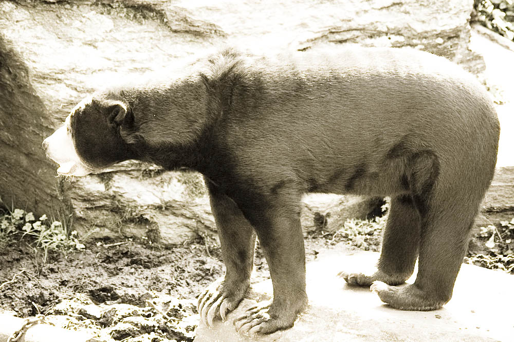 malaienbaer