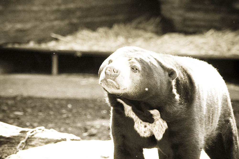 malaienbaer