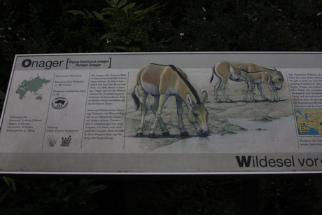 onager
