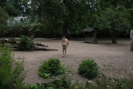 onager