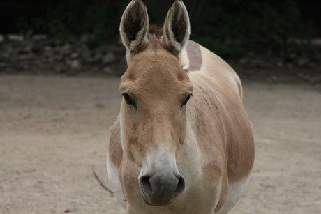 onager