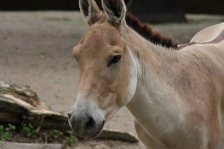 onager