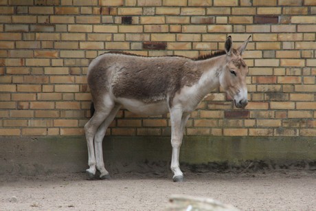 onager