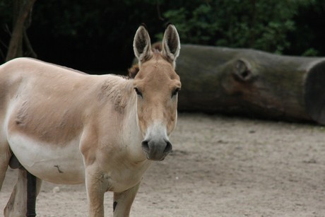 onager