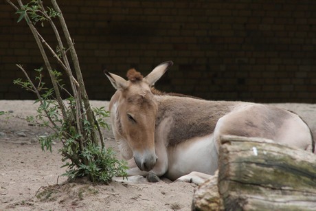 onager